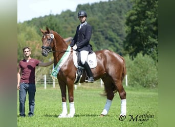 Selle autrichien, Hongre, 10 Ans, 173 cm, Alezan brûlé
