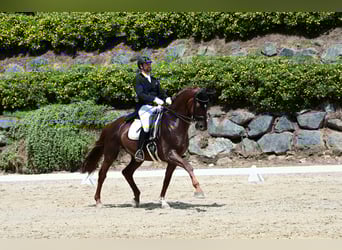 Selle autrichien, Hongre, 10 Ans, 173 cm, Alezan brûlé