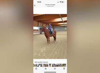 Selle autrichien, Hongre, 12 Ans, 170 cm, Bai clair