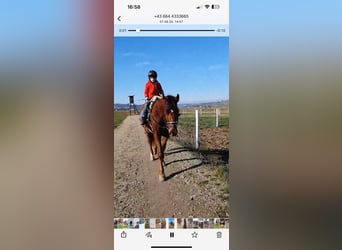 Selle autrichien, Hongre, 12 Ans, 170 cm, Bai clair