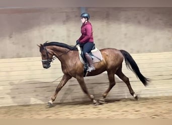 Selle autrichien, Hongre, 12 Ans, 170 cm, Bai clair