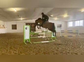 Selle autrichien, Hongre, 12 Ans, 170 cm, Bai clair
