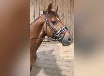 Selle autrichien, Hongre, 12 Ans, 170 cm, Bai clair