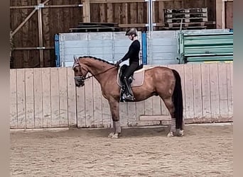 Selle autrichien, Hongre, 12 Ans, 170 cm, Bai clair