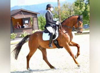 Selle autrichien, Hongre, 12 Ans, 170 cm, Bai clair
