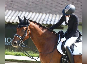 Selle autrichien, Hongre, 12 Ans, 170 cm, Bai clair