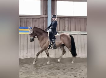 Selle autrichien, Hongre, 12 Ans, 170 cm, Bai clair