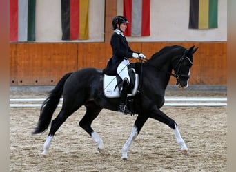 Selle autrichien, Hongre, 13 Ans, 164 cm, Bai brun foncé