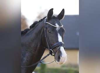 Selle autrichien, Hongre, 13 Ans, 164 cm, Bai brun foncé