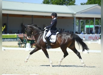 Selle autrichien, Hongre, 13 Ans, 164 cm, Bai brun foncé