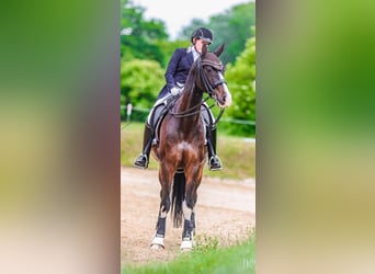 Selle autrichien, Hongre, 13 Ans, 164 cm, Bai brun foncé