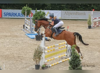 Selle autrichien, Hongre, 13 Ans, 165 cm, Bai