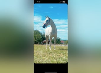 Selle autrichien, Hongre, 14 Ans, 180 cm, Gris