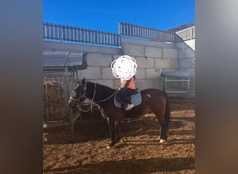 Selle autrichien, Hongre, 16 Ans, 142 cm