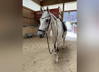 Selle autrichien, Hongre, 16 Ans, 174 cm, Gris