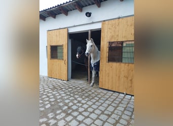 Selle autrichien, Hongre, 17 Ans, 162 cm, Bai
