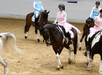 Selle autrichien, Hongre, 18 Ans, 168 cm, Pinto