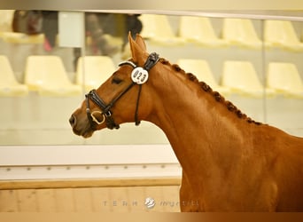 Selle autrichien, Hongre, 2 Ans, 168 cm, Alezan