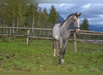 Selle autrichien, Hongre, 2 Ans, Gris