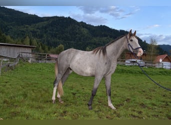 Selle autrichien, Hongre, 2 Ans, Gris