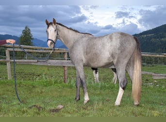 Selle autrichien, Hongre, 2 Ans, Gris