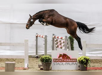 Selle autrichien, Hongre, 3 Ans, 160 cm, Bai