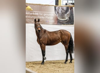 Selle autrichien, Hongre, 3 Ans, 160 cm, Bai