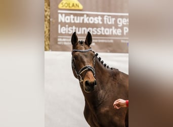 Selle autrichien, Hongre, 3 Ans, 160 cm, Bai