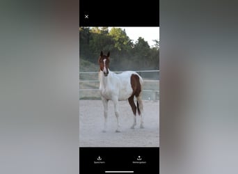 Selle autrichien, Hongre, 3 Ans, 163 cm, Pinto