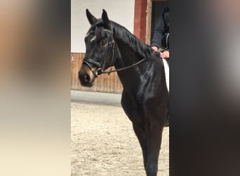 Selle autrichien, Hongre, 3 Ans, 170 cm, Bai brun foncé