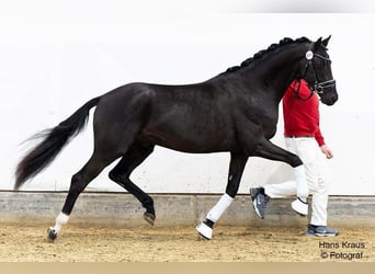 Selle autrichien, Hongre, 3 Ans, Noir