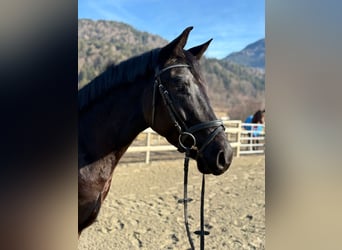 Selle autrichien, Hongre, 4 Ans, 158 cm, Noir