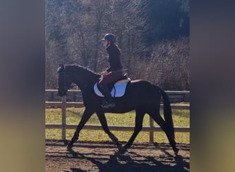 Selle autrichien, Hongre, 4 Ans, 158 cm, Noir