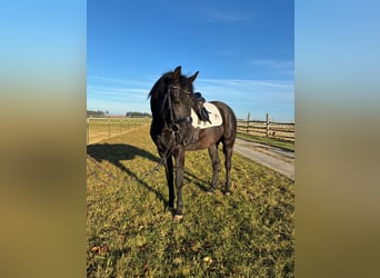 Selle autrichien, Hongre, 4 Ans, 163 cm