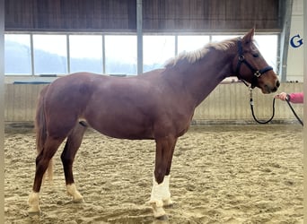 Selle autrichien, Hongre, 4 Ans, 166 cm, Alezan
