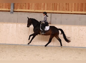 Selle autrichien, Hongre, 4 Ans, 167 cm, Bai brun