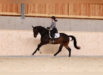 Selle autrichien, Hongre, 4 Ans, 167 cm, Bai brun