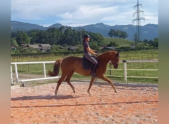Selle autrichien, Hongre, 4 Ans, 168 cm, Alezan