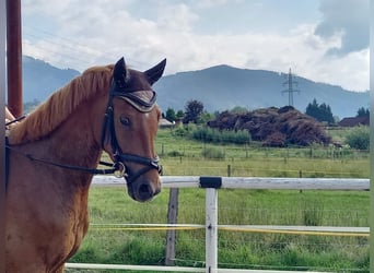 Selle autrichien, Hongre, 4 Ans, 168 cm, Alezan