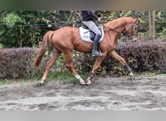 Selle autrichien, Hongre, 4 Ans, 168 cm, Alezan