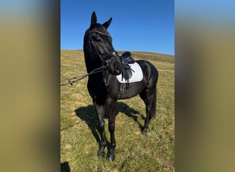 Selle autrichien, Hongre, 4 Ans, 169 cm, Noir
