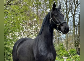 Selle autrichien, Hongre, 4 Ans, 169 cm, Noir