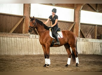 Selle autrichien, Hongre, 4 Ans, 171 cm, Bai