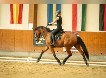 Selle autrichien, Hongre, 4 Ans, 171 cm, Bai