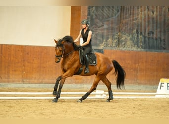 Selle autrichien, Hongre, 4 Ans, 171 cm, Bai