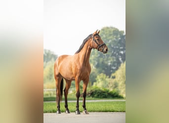 Selle autrichien, Hongre, 4 Ans, 171 cm, Bai