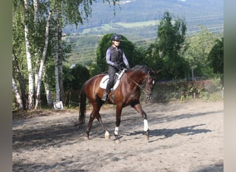 Selle autrichien, Hongre, 4 Ans, 171 cm, Noir