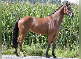 Selle autrichien, Hongre, 4 Ans, 172 cm, Bai