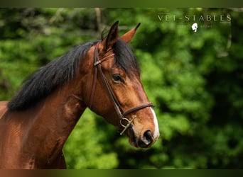 Selle autrichien, Hongre, 4 Ans, 172 cm, Bai