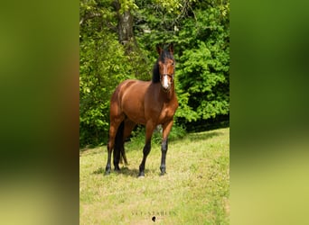 Selle autrichien, Hongre, 4 Ans, 172 cm, Bai